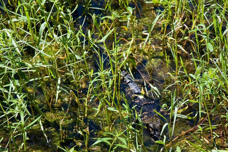 Alligator on Bayou Coquille Trail