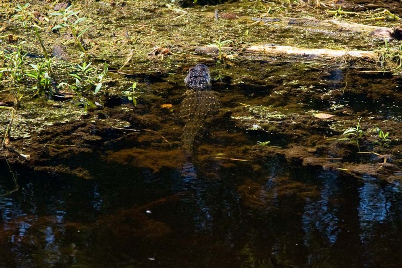 Alligator on Bayou Coquille Trail