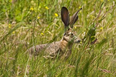 5/29/2010  Black-tailed Jackrabbit