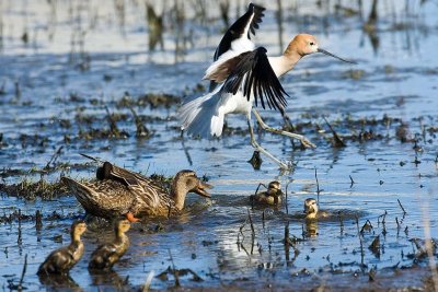 6/5/2010  Duck annoyed by Avocet