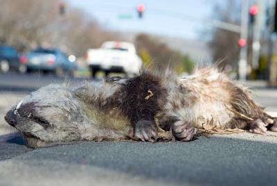 g3/16/531516/3/55800396.possum.jpg