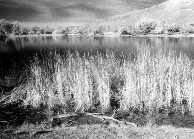 Reeds In The Sun