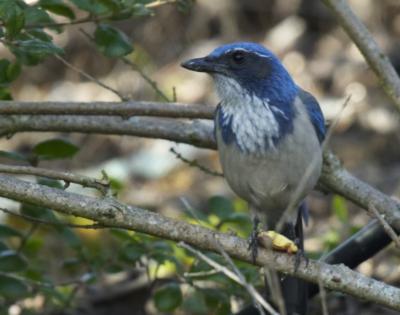 Western Scrub-Jay