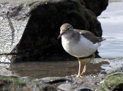 Spotted Sandpiper