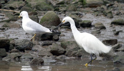 Seagull and Egret