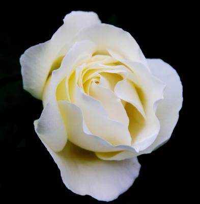 White Rose