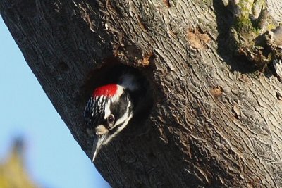 Woodpecker