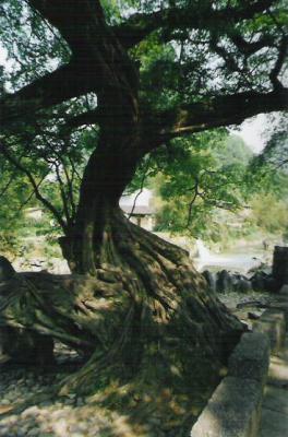 WY81.jpg