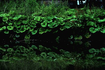 The Pond