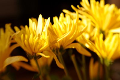 Chrysanthemum / Chrysantheme