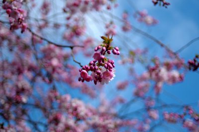 Cherry blossom