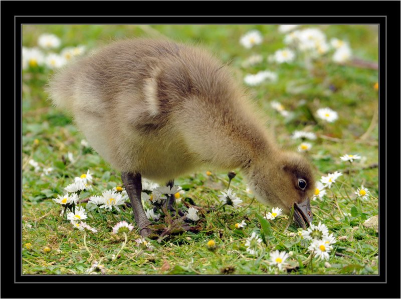 Greylag Chick. Pensthorpe. Norfolk. UK