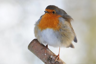 Robin. Barnwell Country Park. Oundle. UK