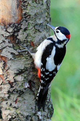 Great Spotted Woodpecker. (male) Top Lodge. Northamptonshire. UK