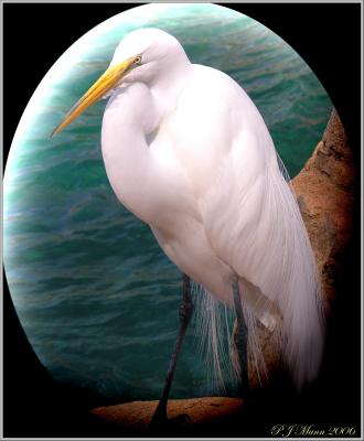Egret, Seaworld Orlando