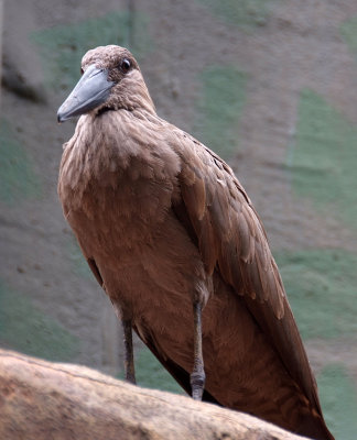 Hamerkop Busch Gardens. Tampa. Florida.