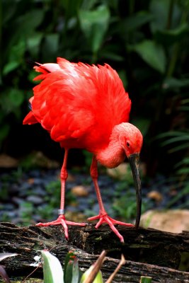 Scarlet Ibis, Busch Gardens, Tampa, Florida