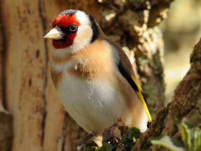 Goldfinch. Barnwell Country Park. Oundle. UK
