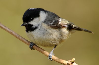 Coal Tit. Barnwell Country Park. Oundle . UK.