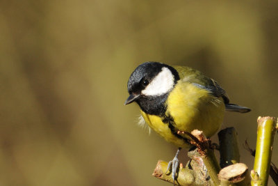 Great Tit. Barnwell Country Park. Oundle. UK