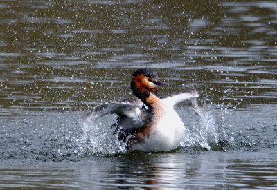 Great Crested Grebe. Barnwell Country Park. Oundle. UK