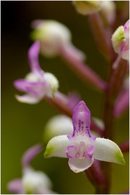orchide.jpg