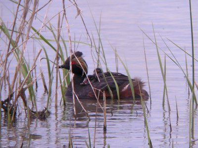 North Dakota Birds