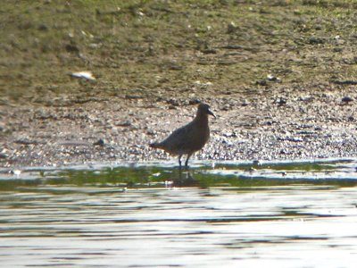 Backlit, long-distance birds