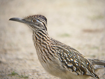 South Texas 2010