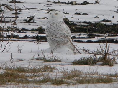 Buena Vista Marsh Snowy Owls