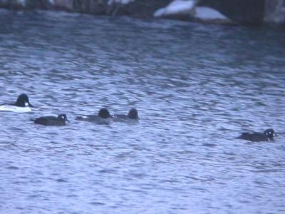 Harlequin Ducks and Common Goldeneyes