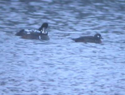 Fergus Falls Harlequin Ducks