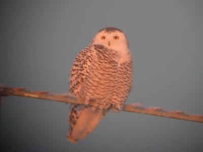 Snowy Owls 2005-2006