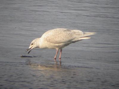 1st-Winter Iceland Gull