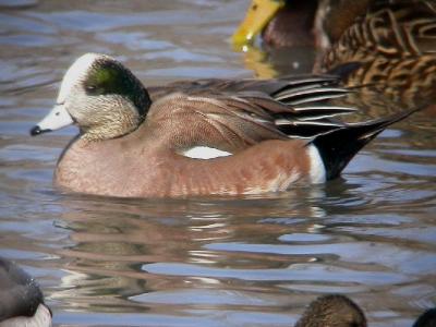 g3/16/578616/3/56249243.shakwigeon.jpg