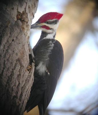 Pileated Woodpecker