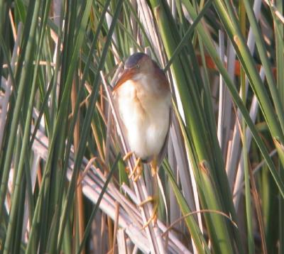 Least Bittern