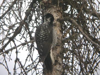 American Three-Toed Woodpecker