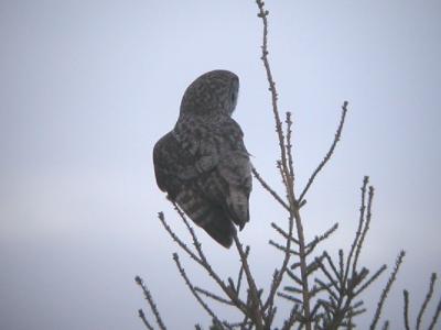 Great Gray Owl
