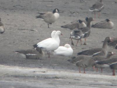 Geese at Lake Byllesby