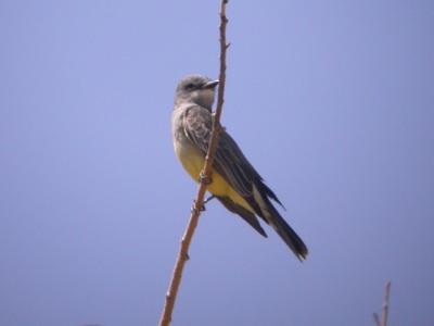 g3/16/578616/3/57928193.aakbird.jpg