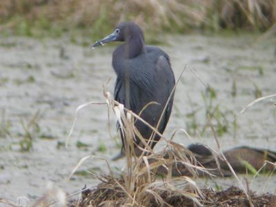 Little Blue Heron