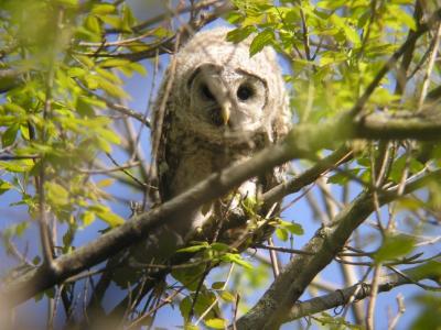 Juvenile Barred Owl