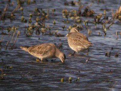 Long-billed Dowitchers