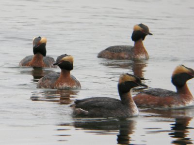 Grebes on Lake Nokomis