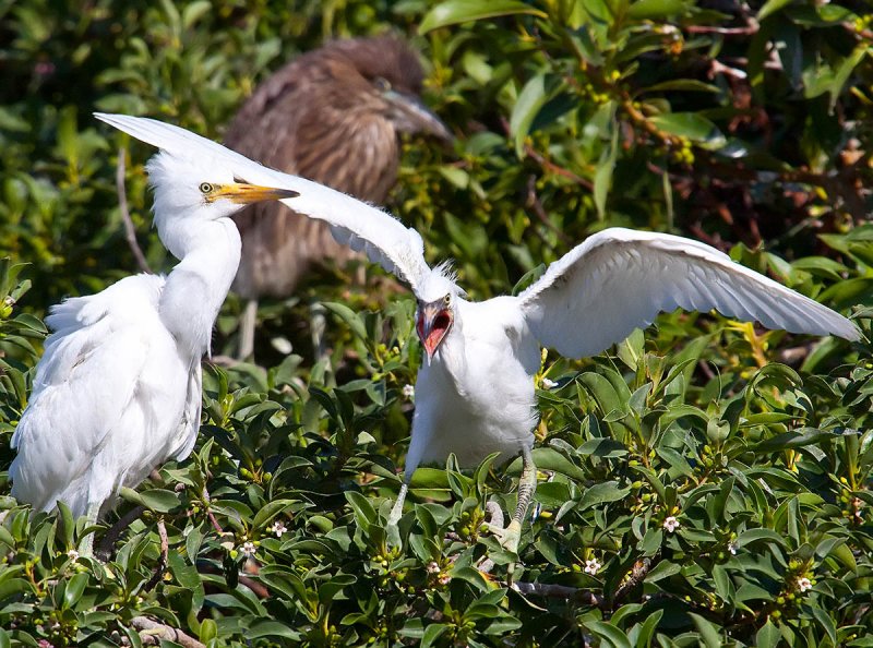 One angry egret _MG_1829.jpg