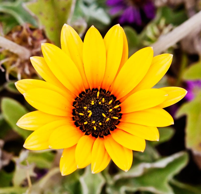 Flower Yellow  _MG_8387.jpg