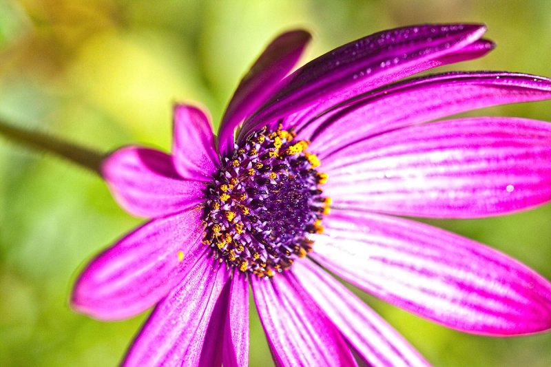 Purple flower  _MG_7227.jpg