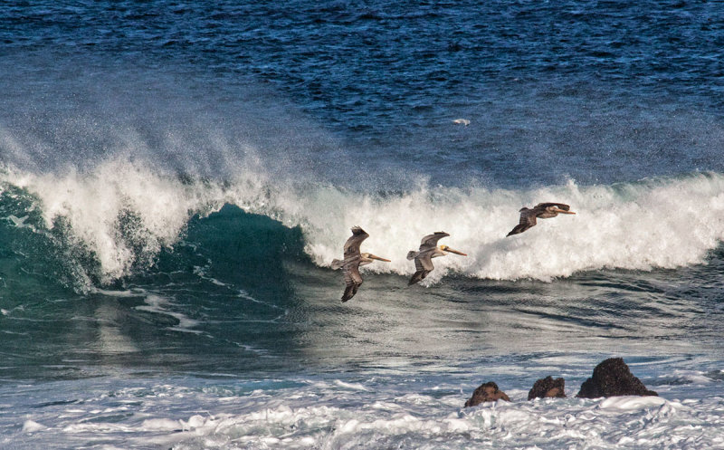 3 Pelicans 3 Rocks _MG_5035.jpg