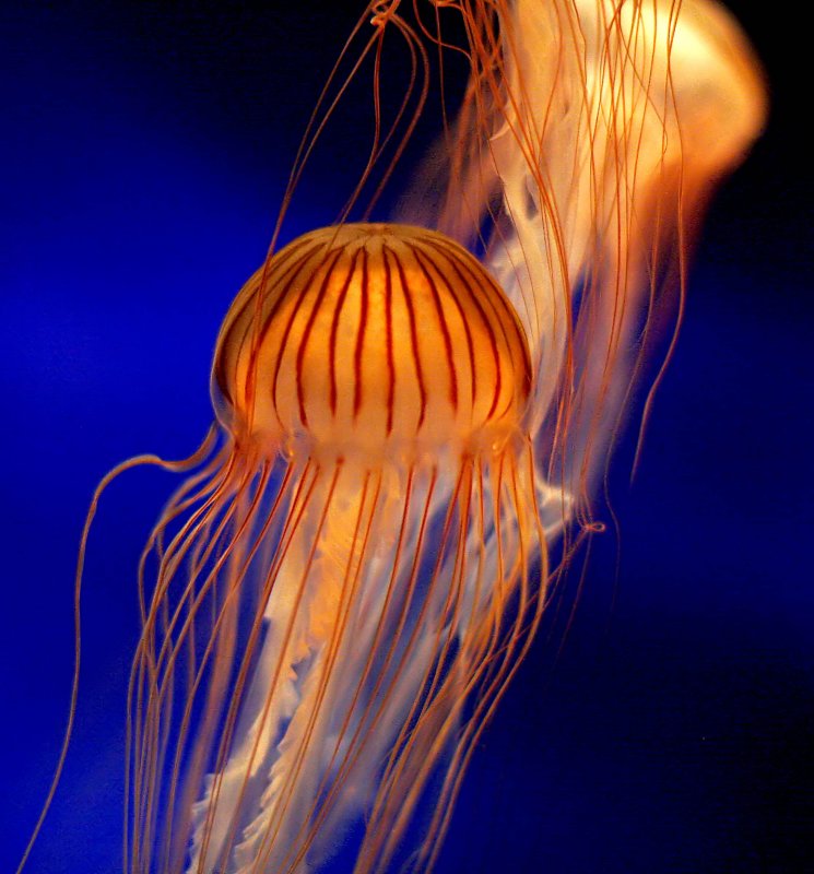 ex black sea nettles mod.jpg